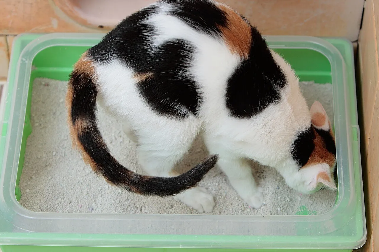 Gato calicó dentro de su arenero con arena limpia en casa