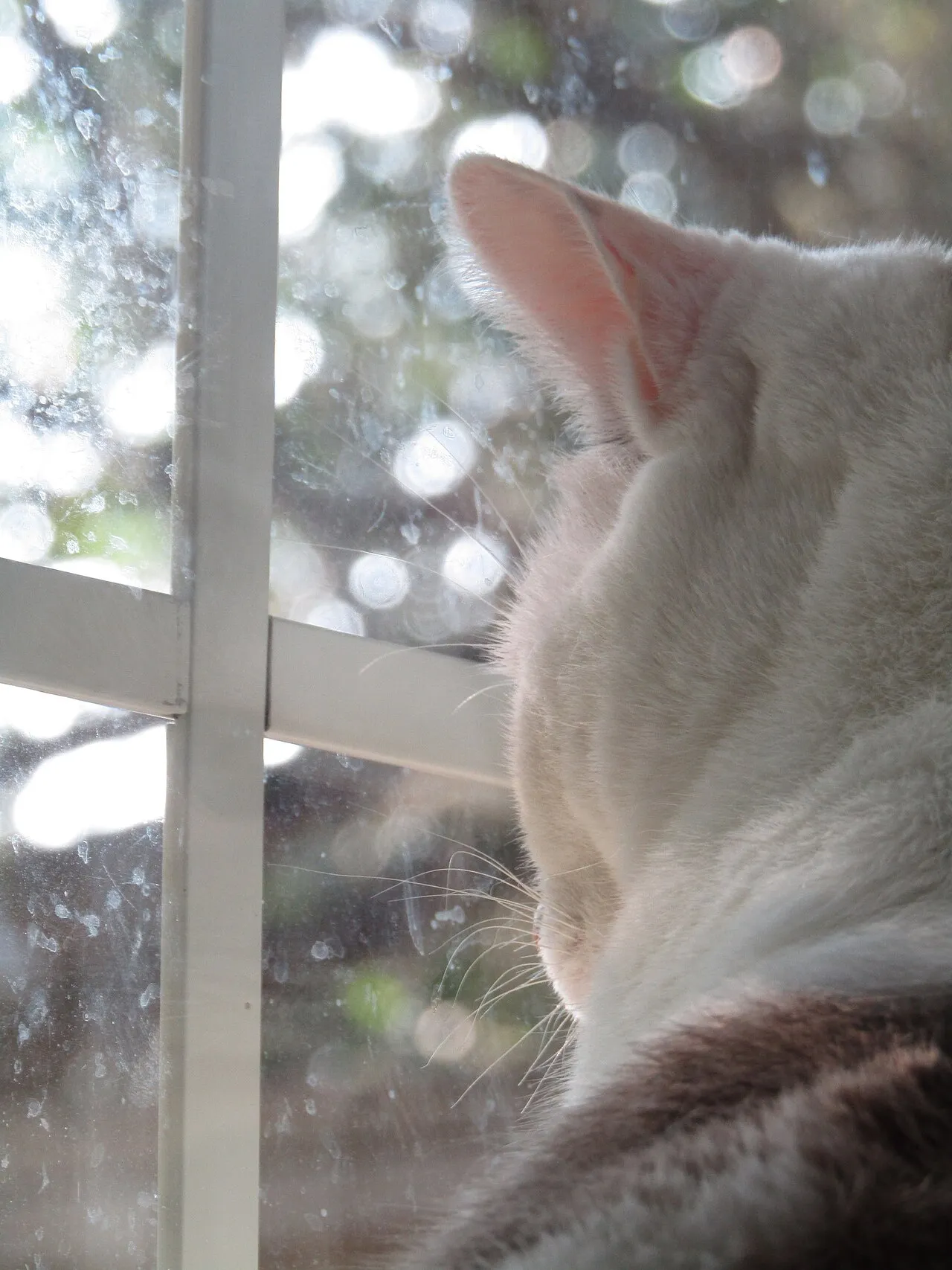 Gato atigrado asomado con calma a la ventana observando el exterior del hogar