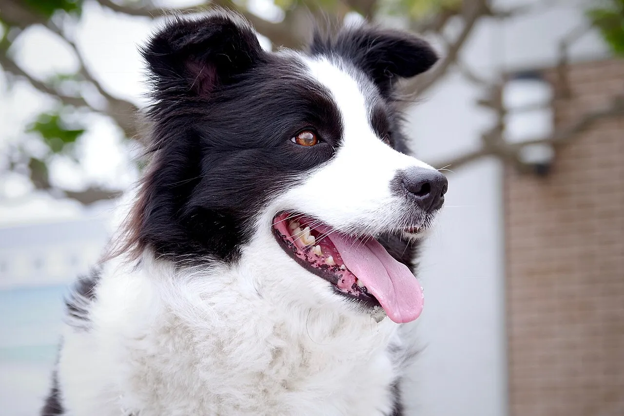 Golpe de calor en perros: síntomas y primeros auxilios