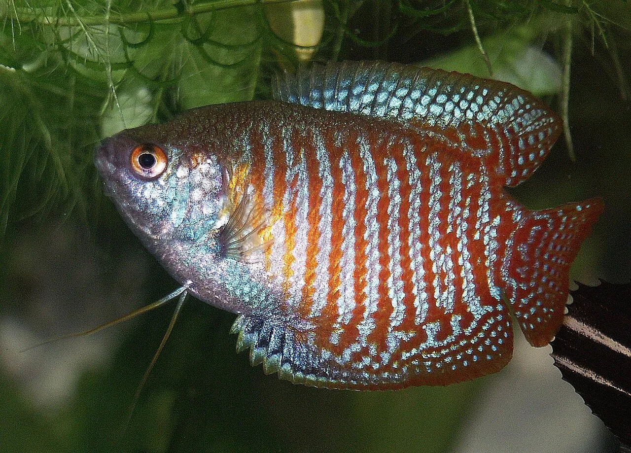Foto de Gurami Enano