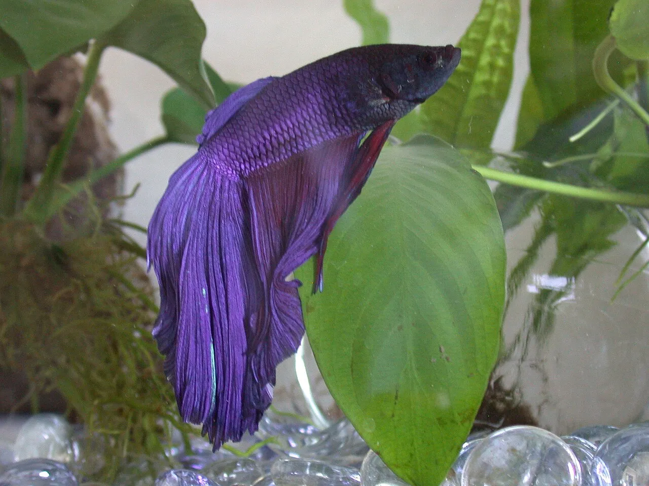 Hongos en peces (algodoncillo): qué son y cómo tratarlos