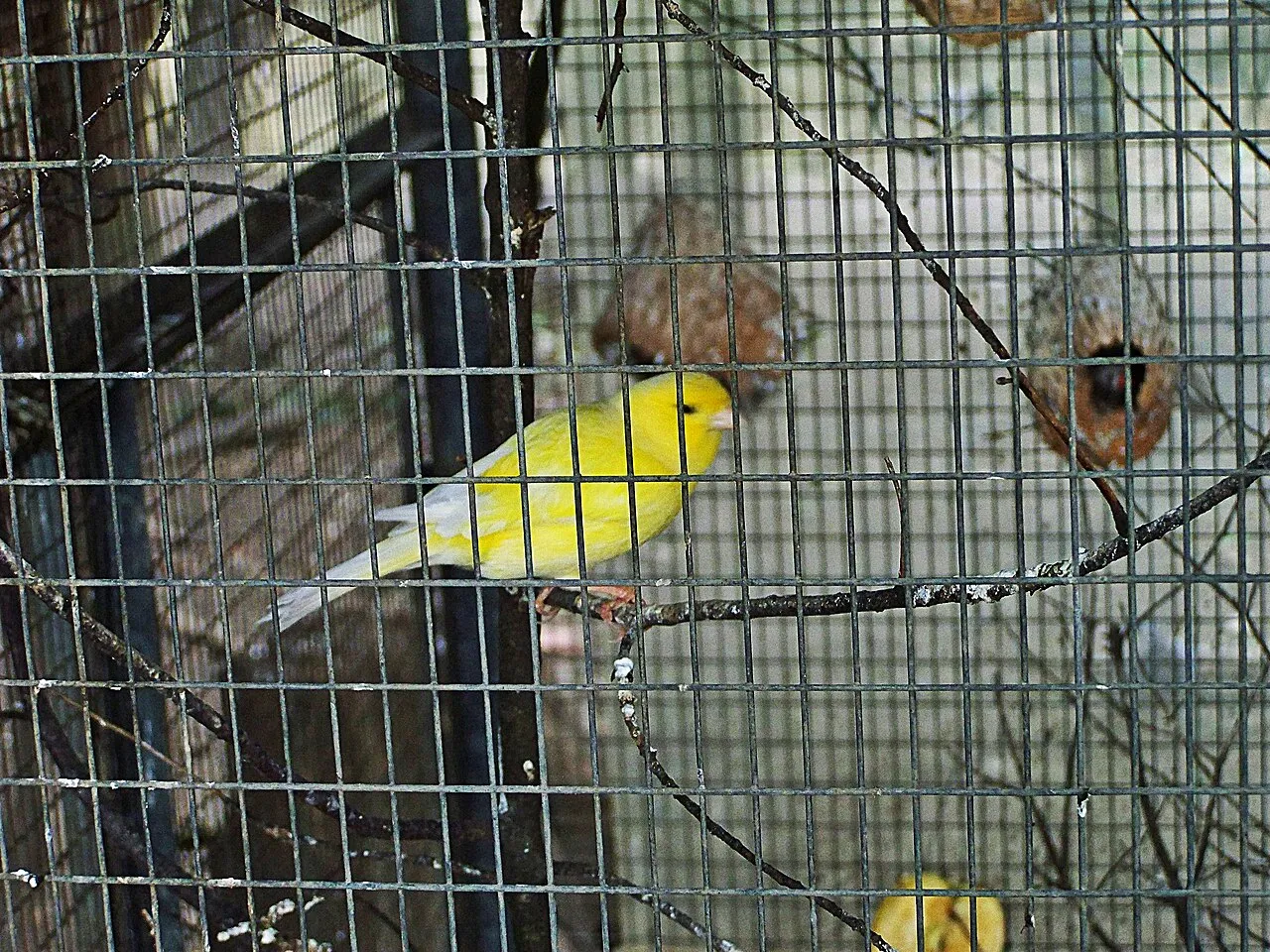 Canario amarillo posado en una rama dentro de su jaula de barrotes