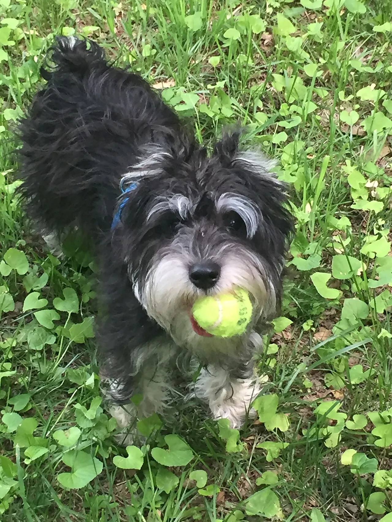 Perro pequeño de pelo gris sostiene una pelota de tenis en su hocico