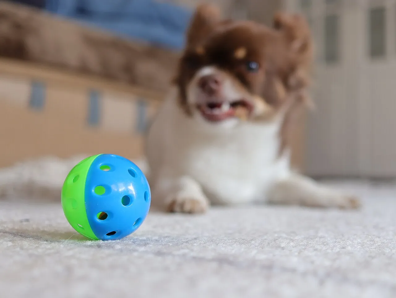 Juguetes para perros: cuáles elegir y cuáles evitar