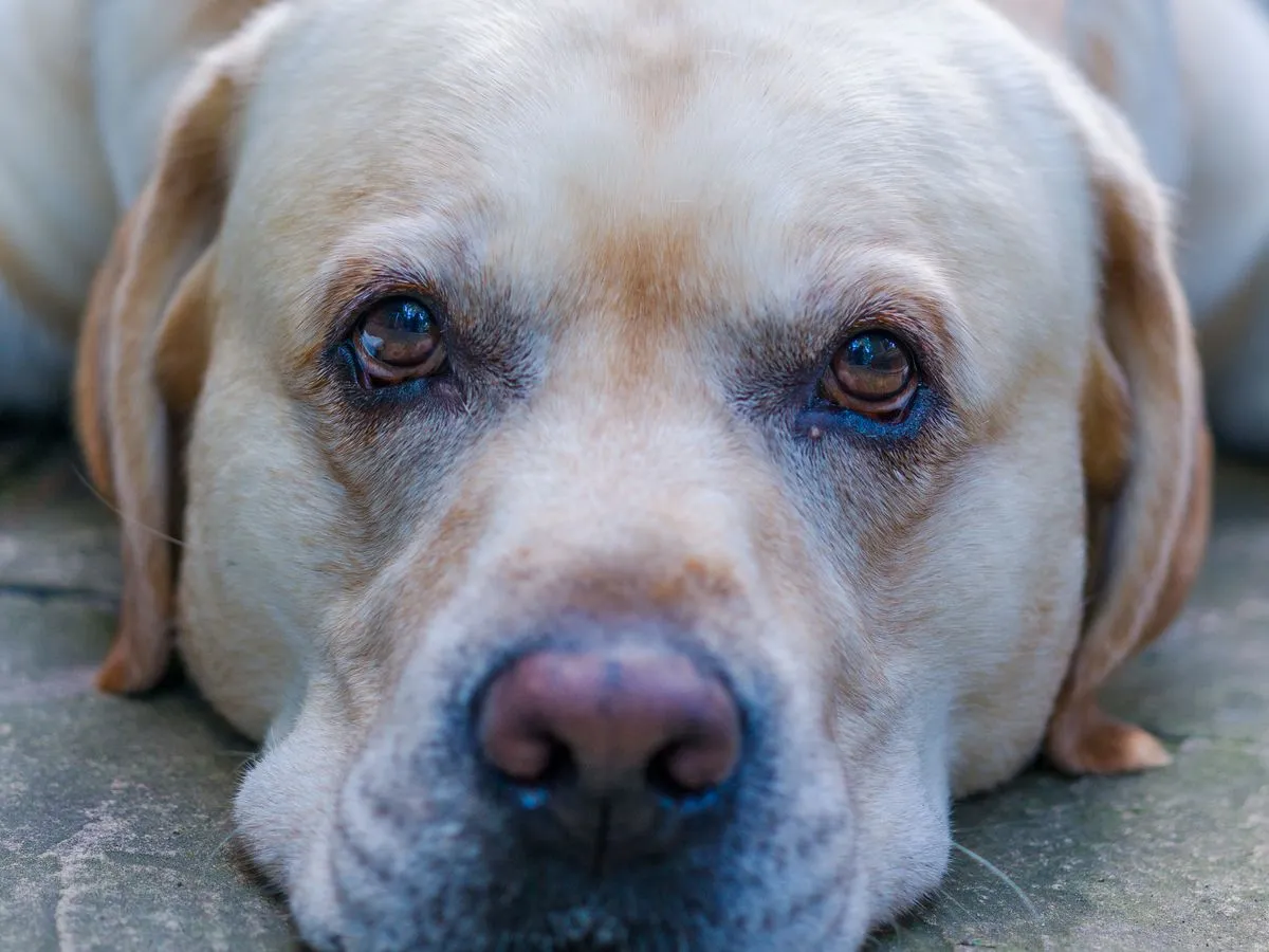 Foto de perro