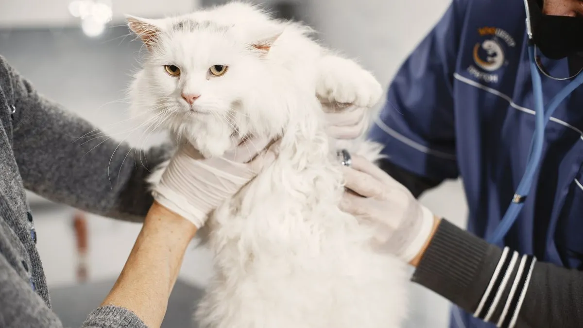 Leucemia felina (FeLV): qué es, cómo se contagia y cómo prevenirla
