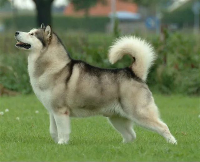 Foto de Alaskan Malamute