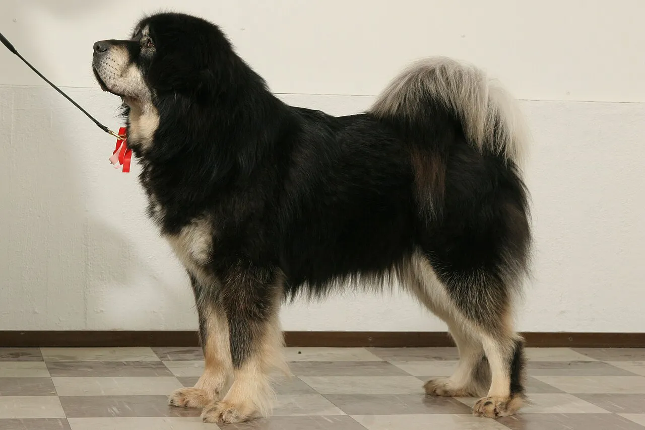 Foto de Mastín Tibetano