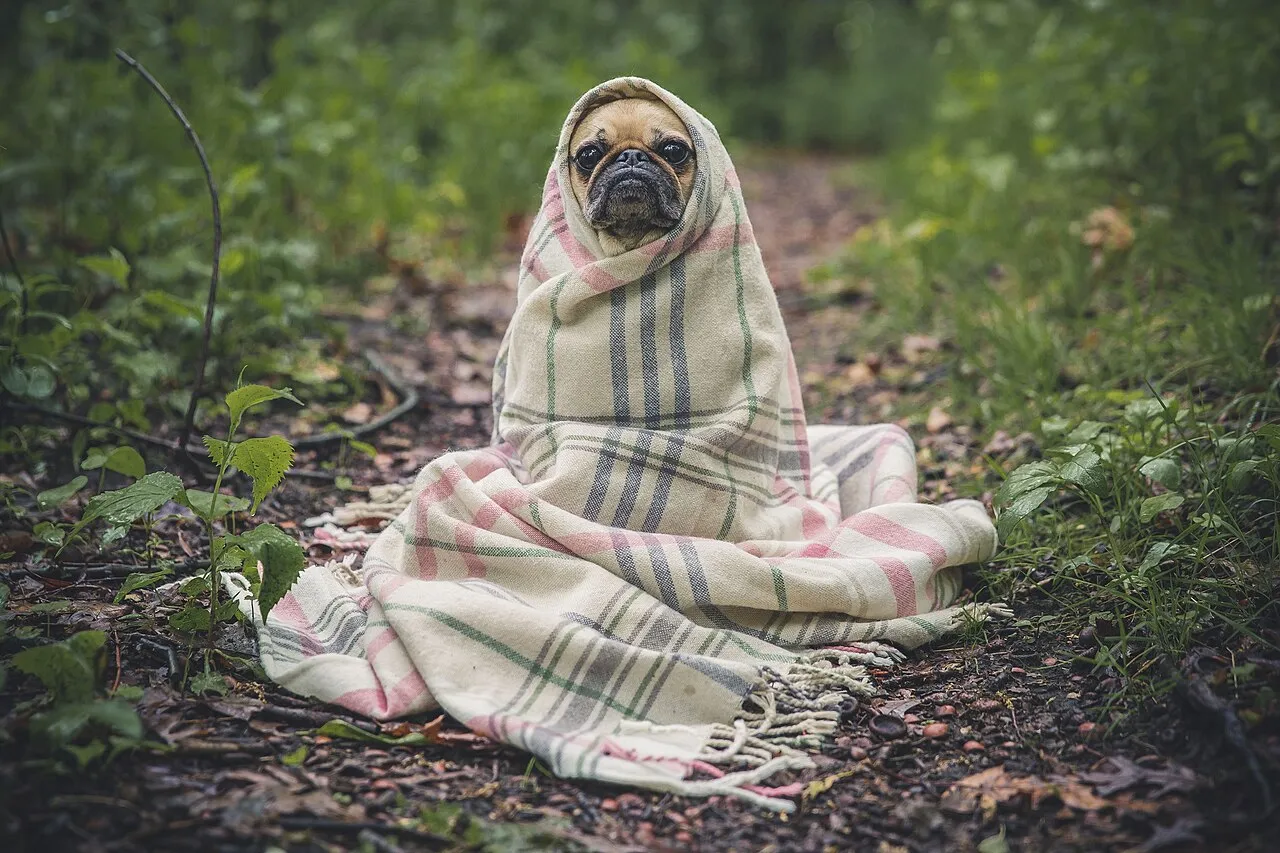 Perro pequeño envuelto en una manta descansa tranquilo al aire libre