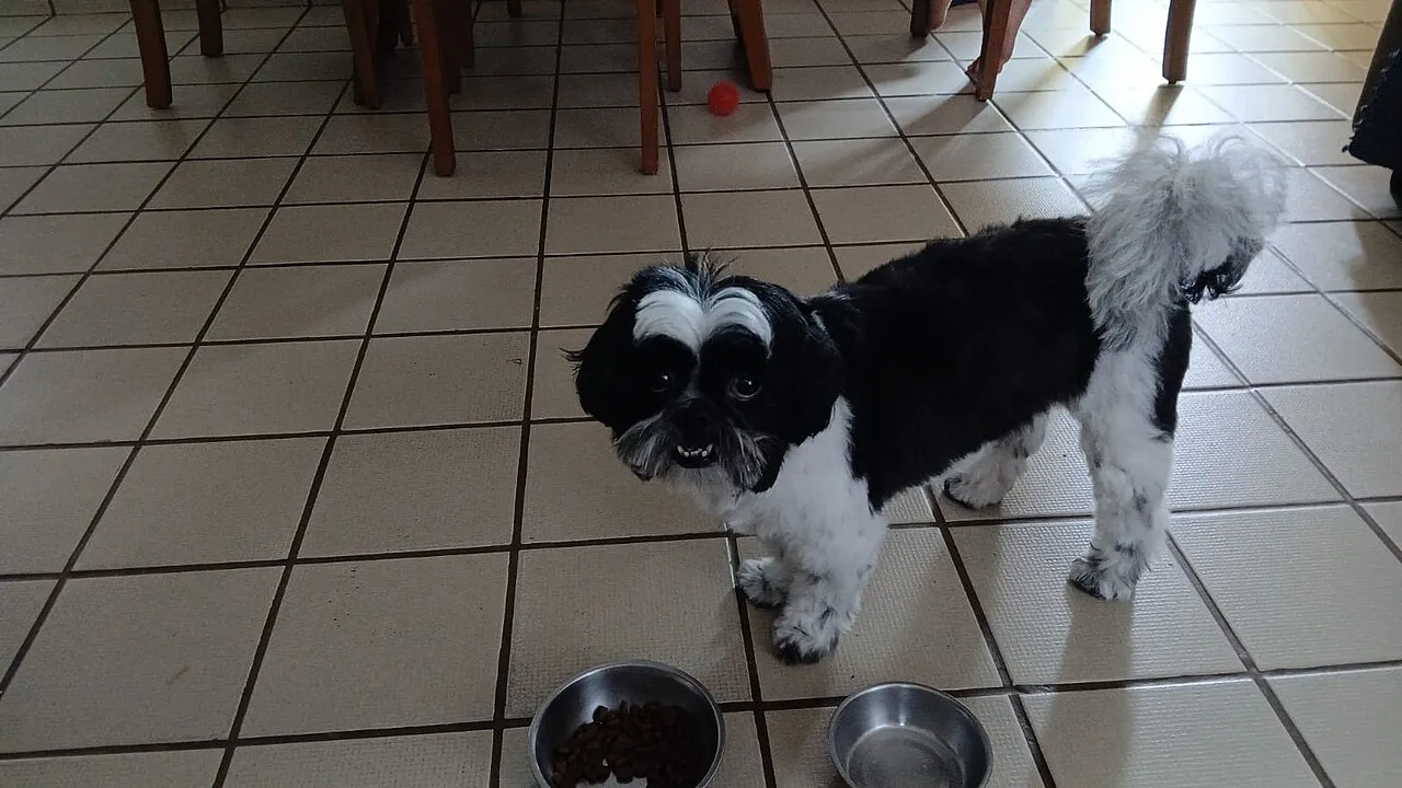 Perro shih tzu parado junto a su plato de croquetas sin tocarlo, mirando hacia arriba en la cocina