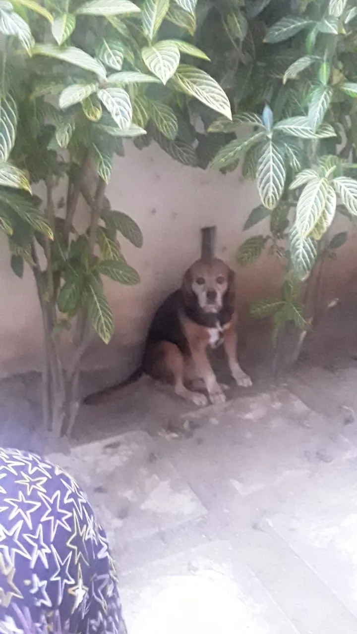 Perro escondido y agazapado en un rincón entre plantas buscando refugio