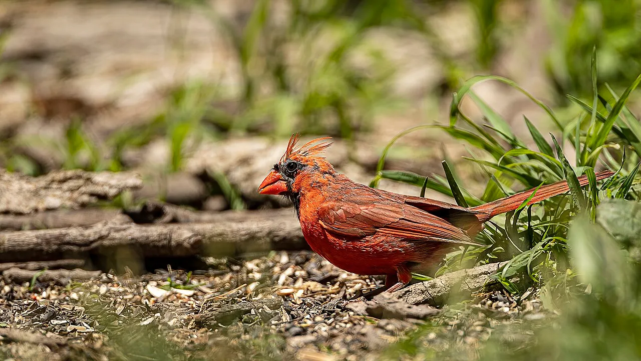 Muda de plumas en aves: qué es normal y cuándo preocuparse