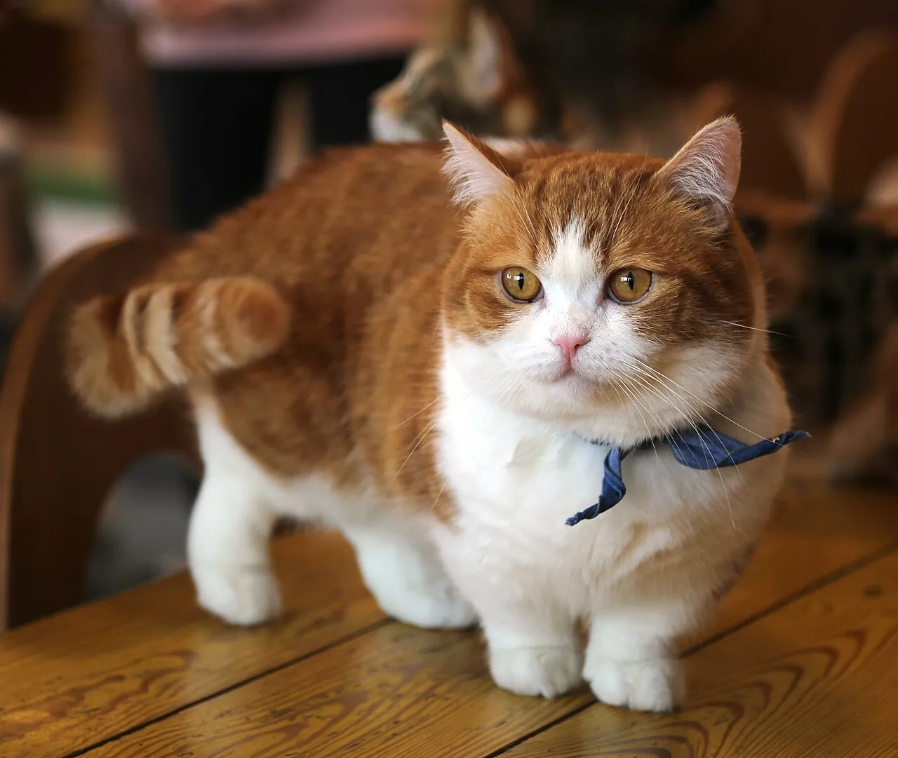 Foto de Munchkin