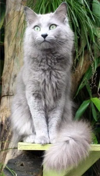 Foto de Nebelung