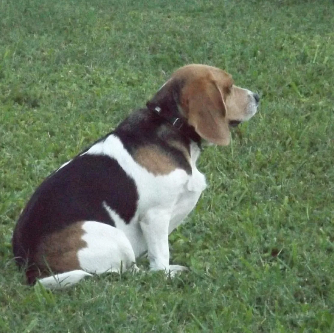 Obesidad en perros: cómo ayudarlo a bajar de peso