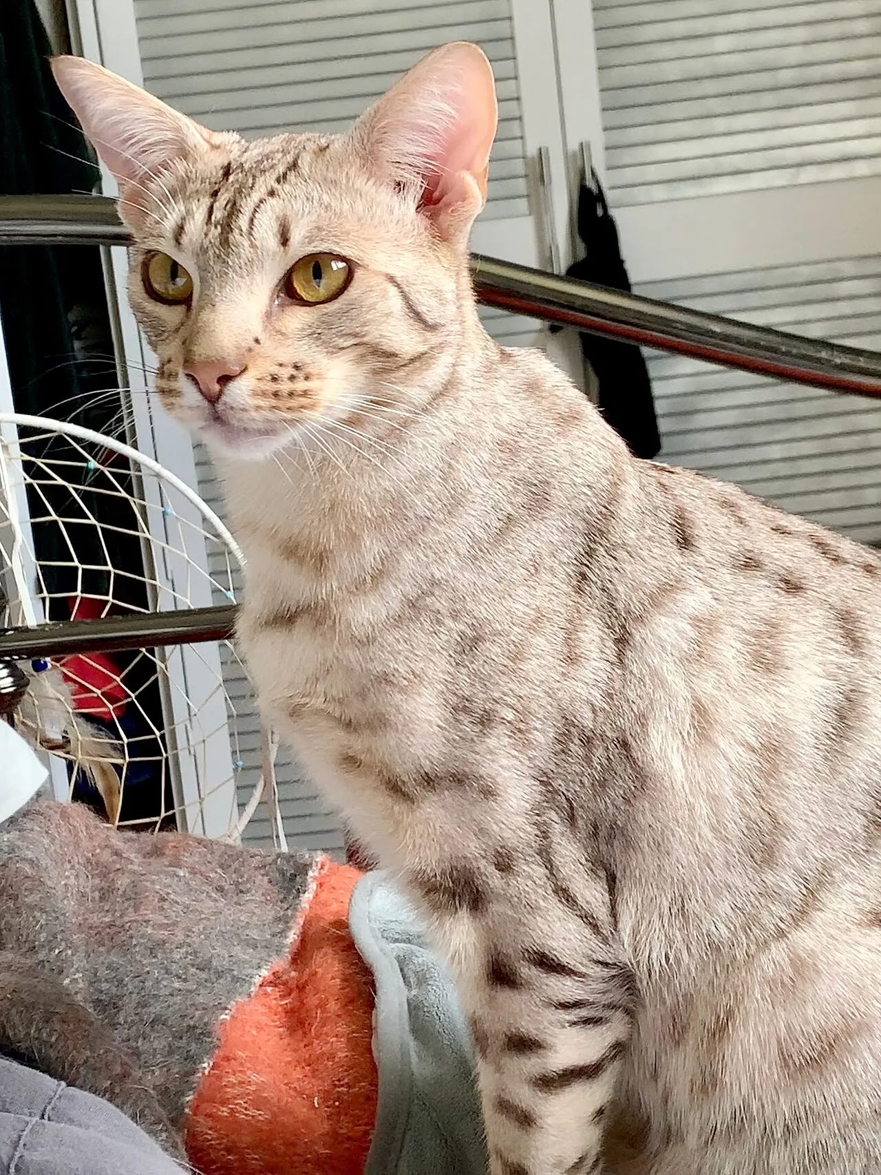 Foto de Ocicat