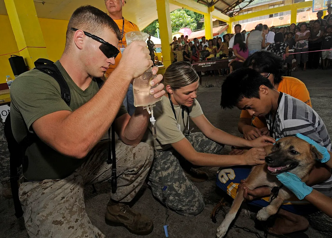 Equipo veterinario administra suero intravenoso a un perro deshidratado durante una jornada de atención