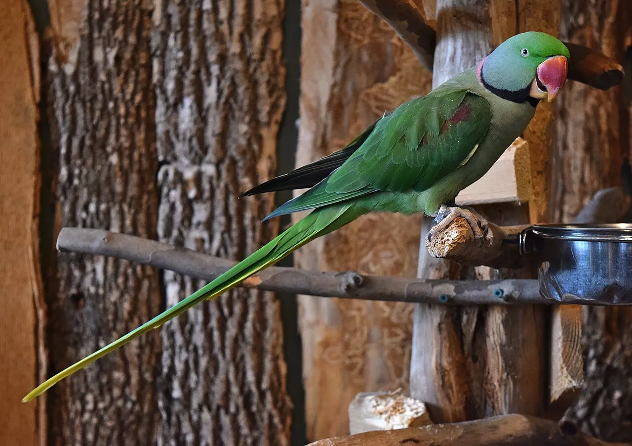 Foto de Perico Alejandrino (Cotorra de Alexandría)