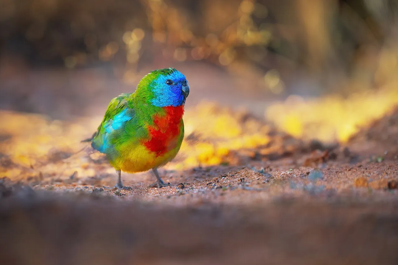 Foto de Periquito Splendid (Pecho Escarlata)