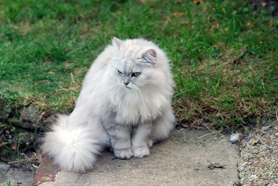 Peso ideal del gato