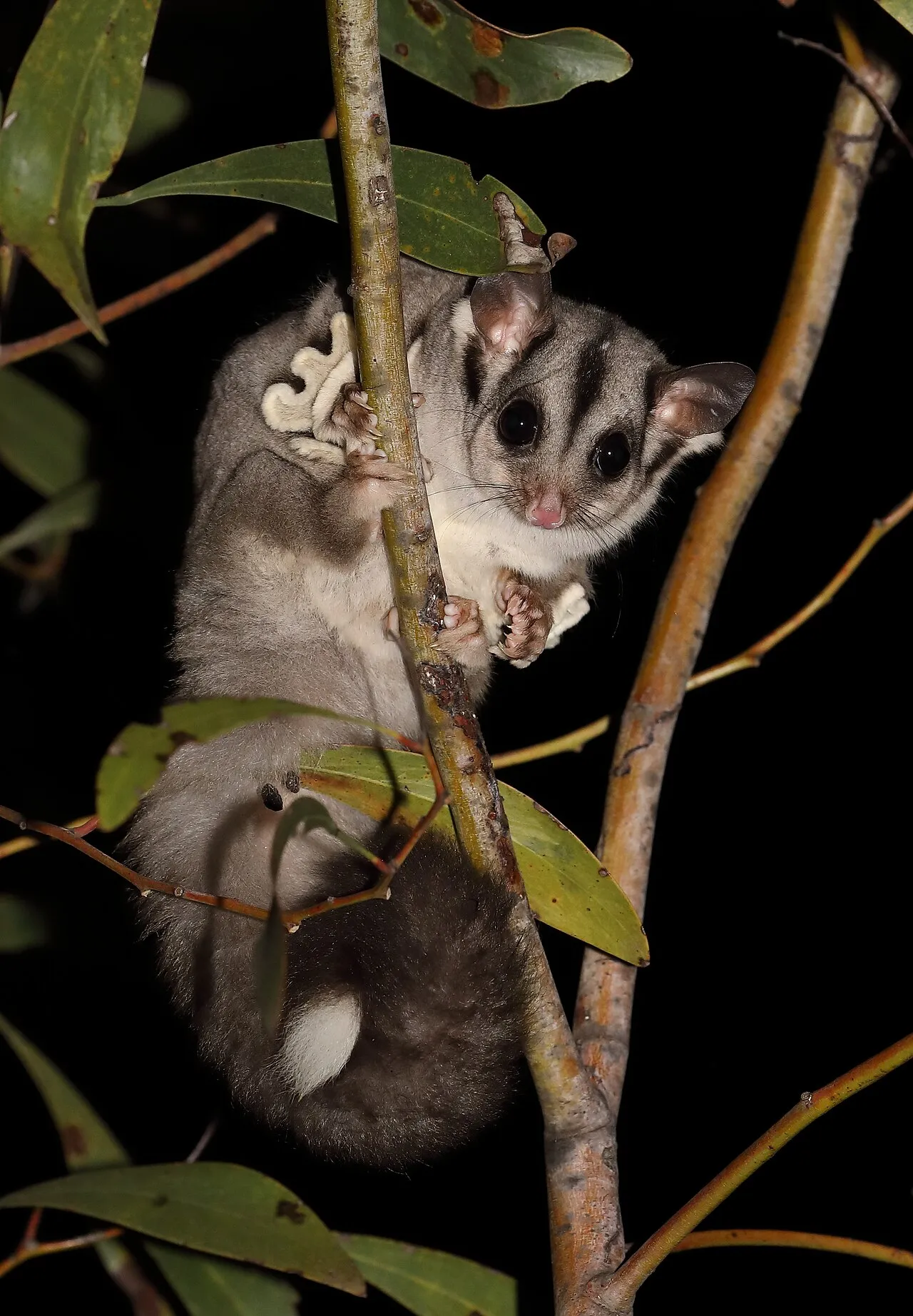 Foto de Petauro del Azúcar