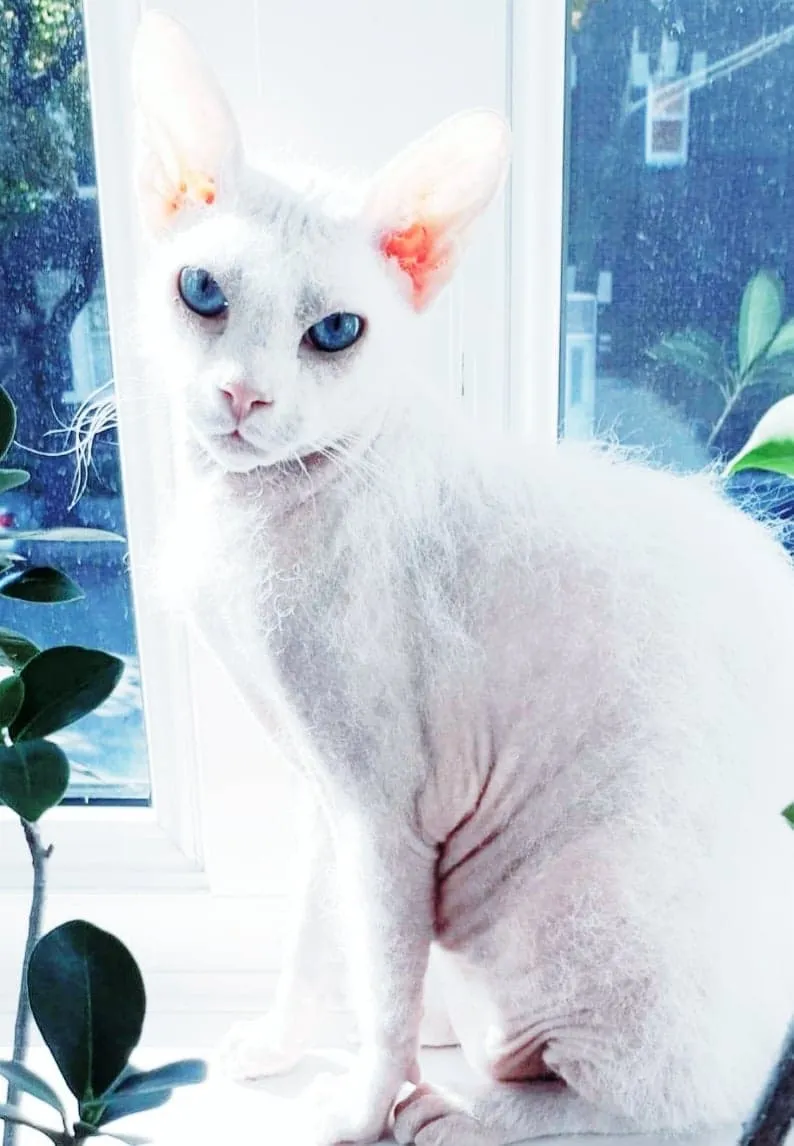 Foto de Peterbald