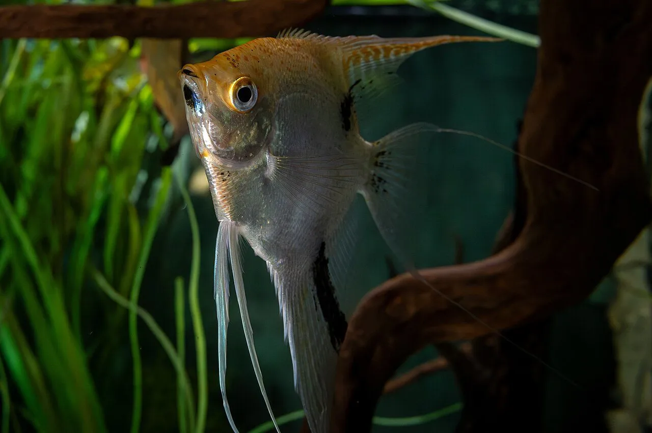 Foto de Pez Ángel
