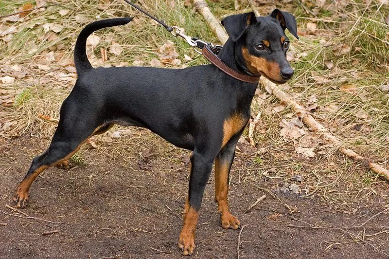 Foto de Pinscher Miniatura