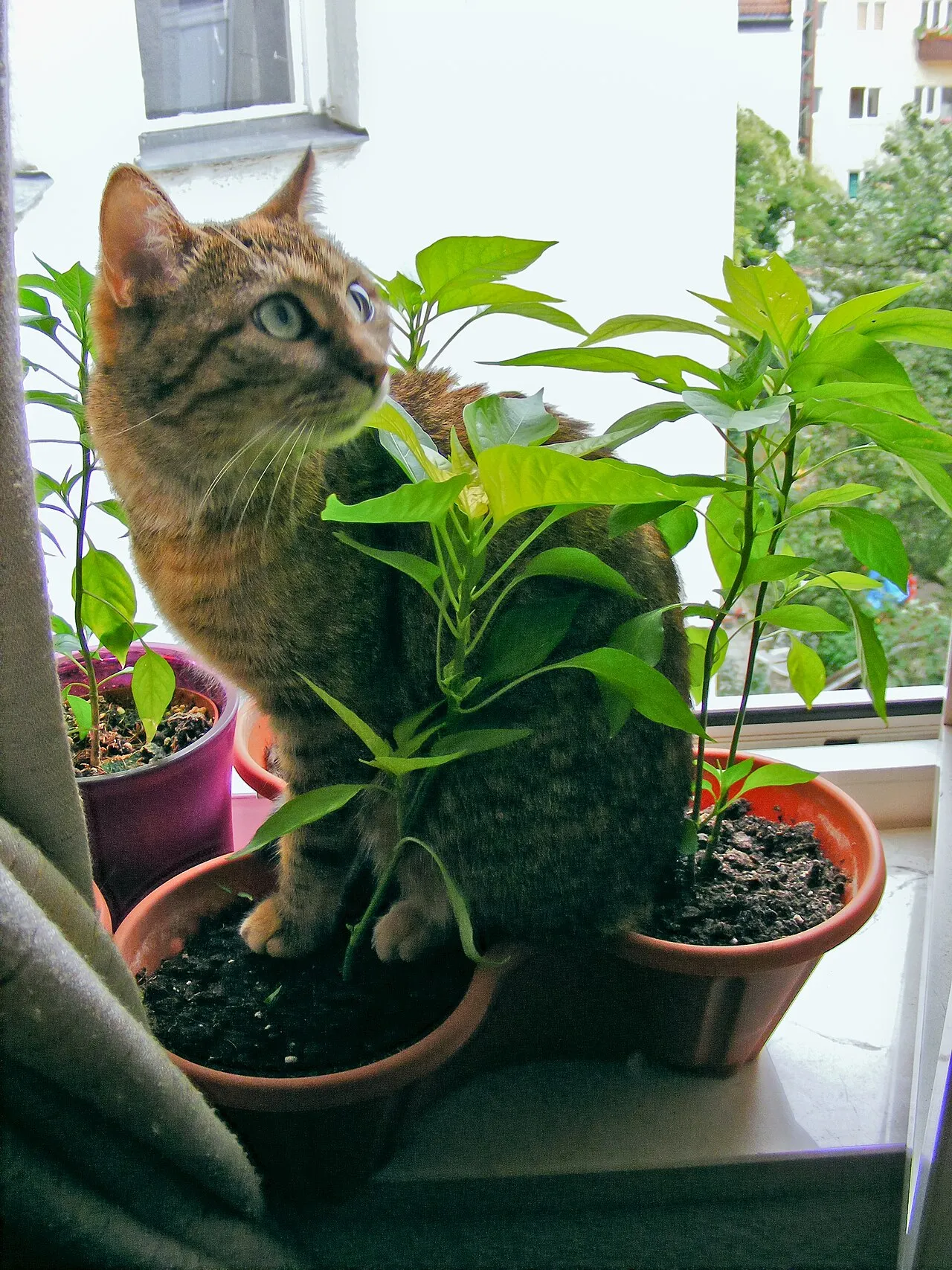 Gato atigrado sentado junto a plantas de interior en una ventana