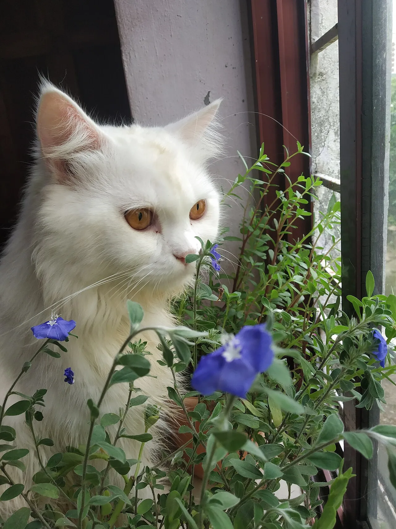 Plantas tóxicas para gatos: lirios y otras que debes conocer