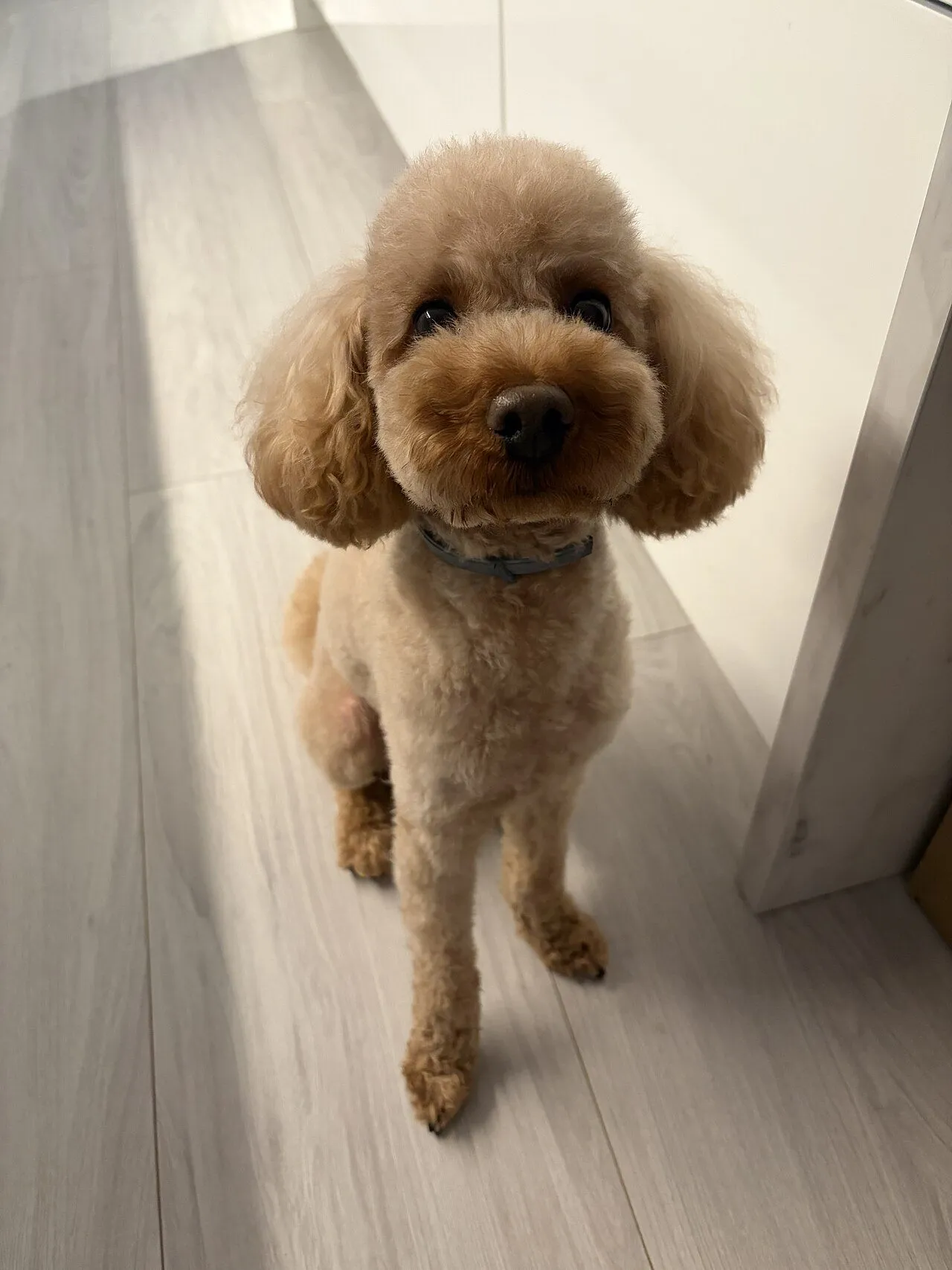Foto de Poodle (Caniche)