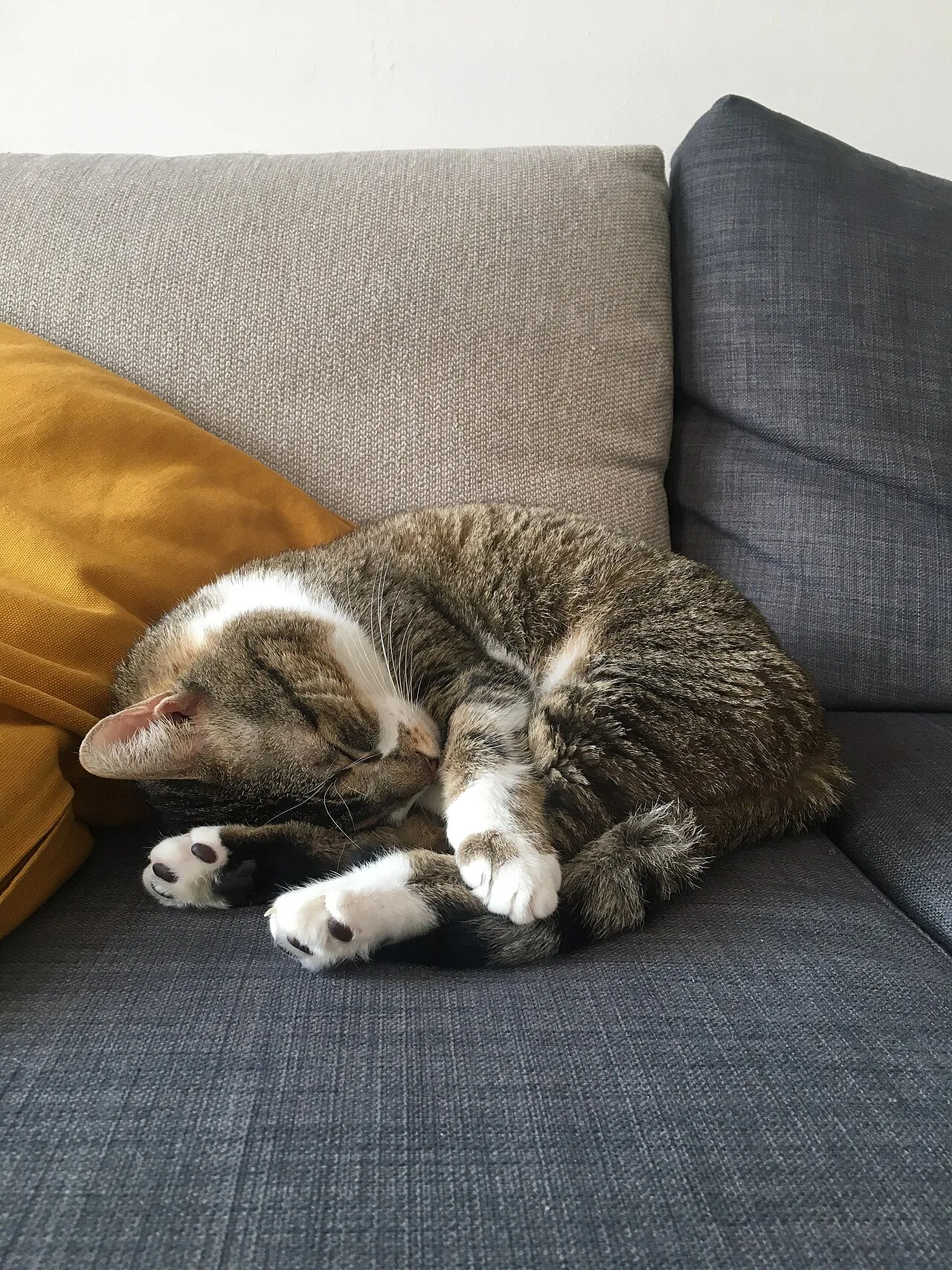 Gato atigrado descansando acurrucado en un sillón dentro de casa