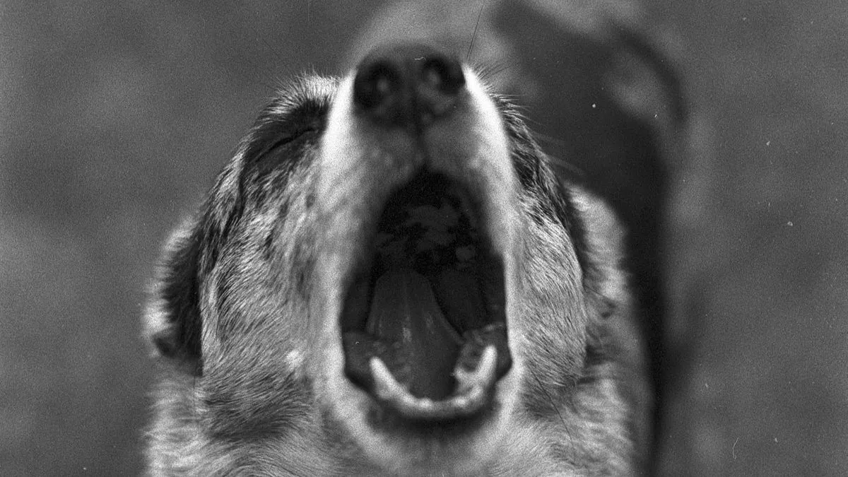 ¿Por qué mi perro ladra mucho? Causas y soluciones