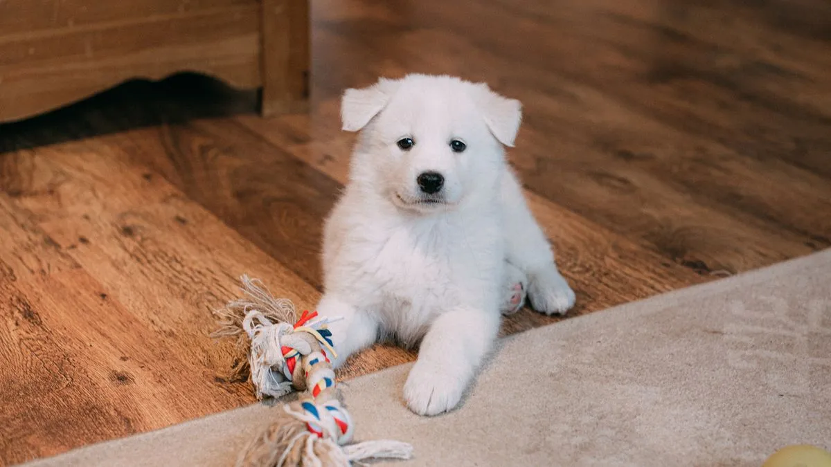 ¿Por qué mi perro se orina en casa?