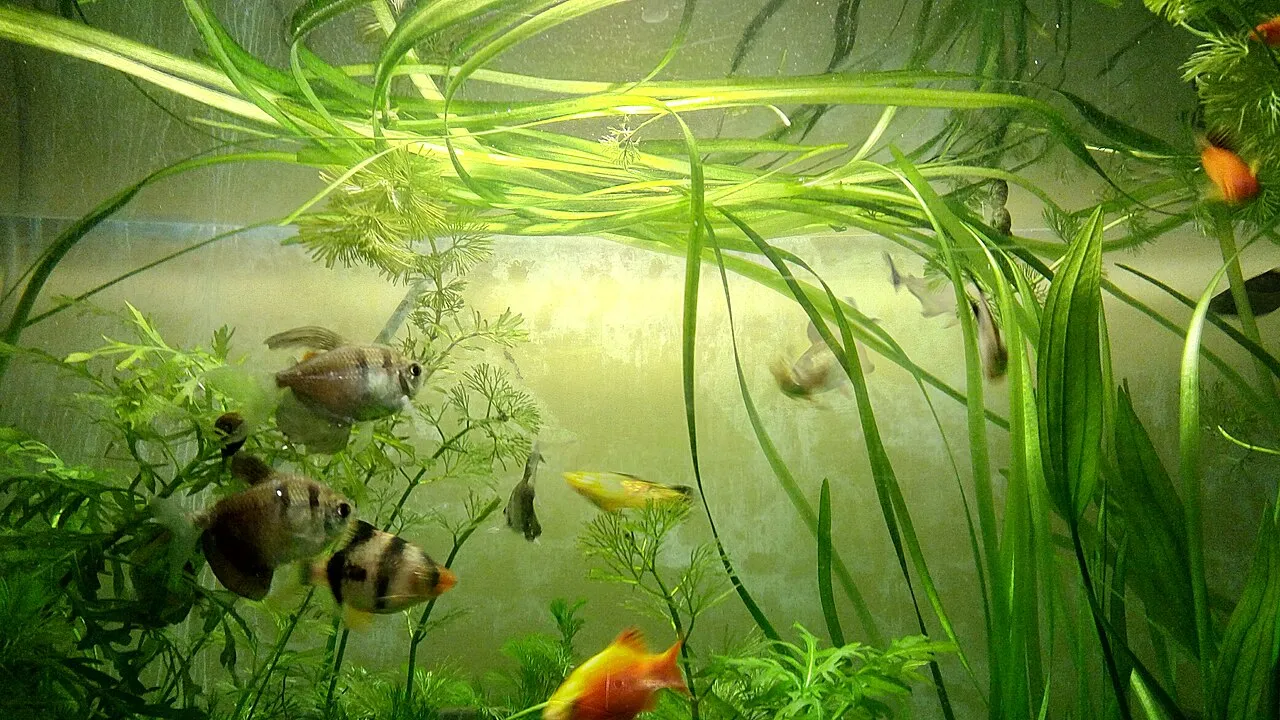¿Por qué se mueren mis peces? Las 7 causas reales