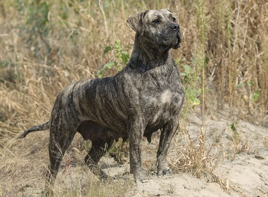 Foto de Presa Canario