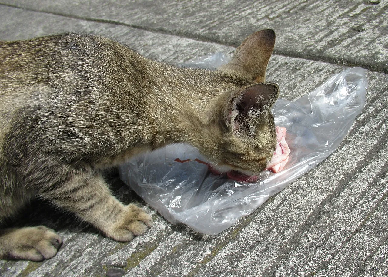 Gato atigrado comiendo un trozo de pescado fresco sobre el suelo