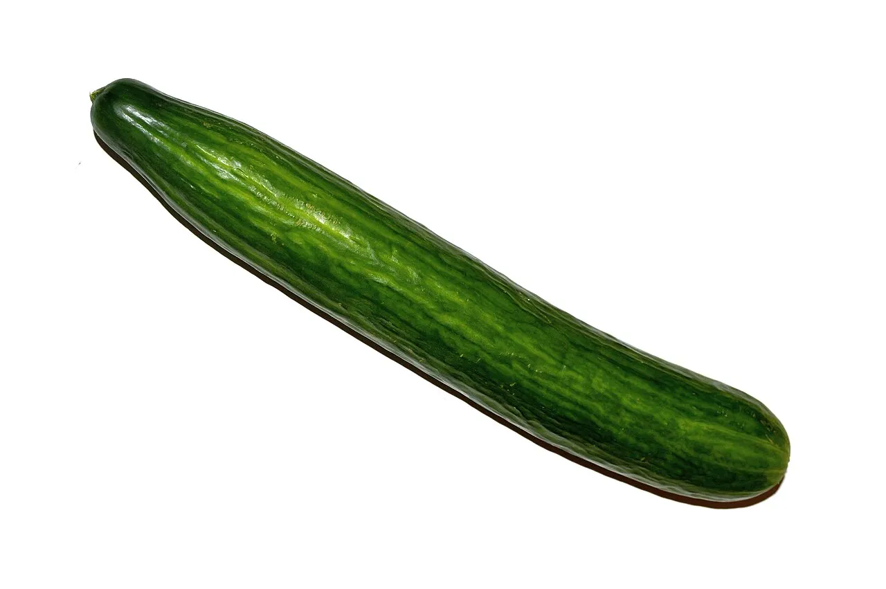 ¿Los perros pueden comer pepino?