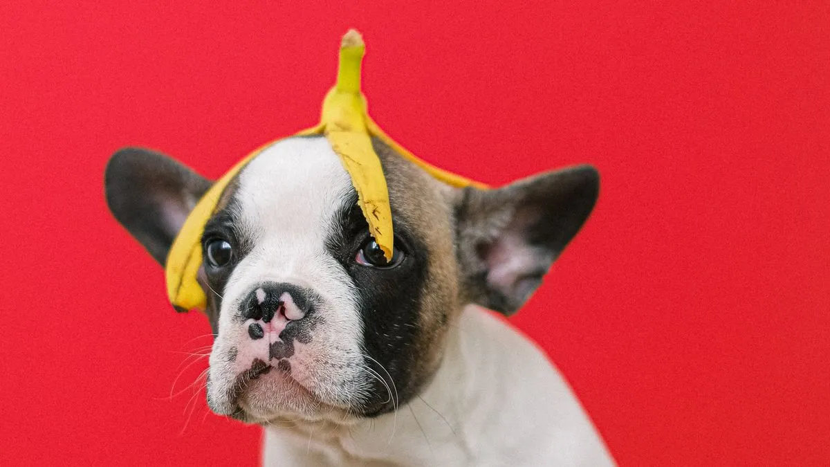 ¿Los perros pueden comer plátano?