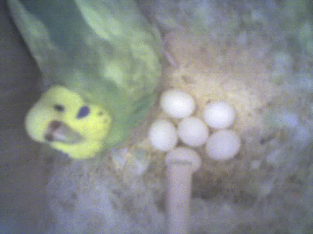 Periquita verde junto a una nidada de huevos blancos dentro del nidal