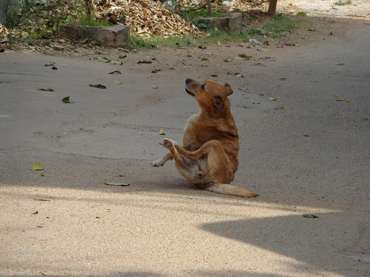 Perro se rasca con la pata trasera en una zona al aire libre