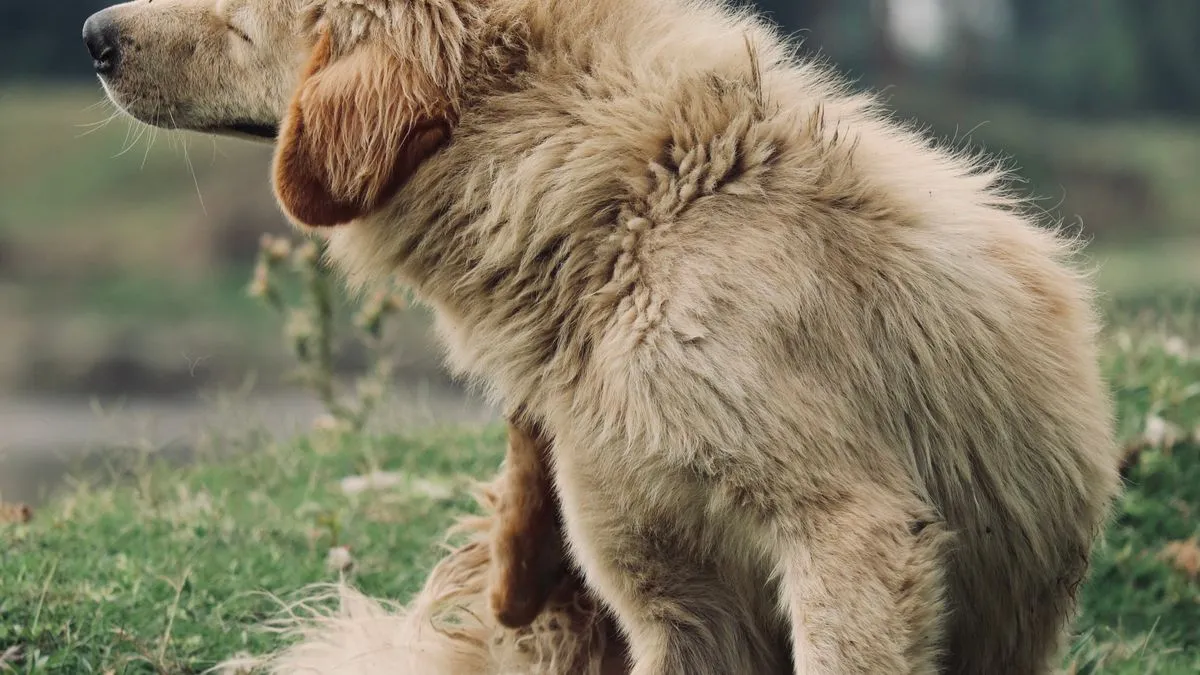 Pulgas y garrapatas en perros: cómo eliminarlas y prevenirlas