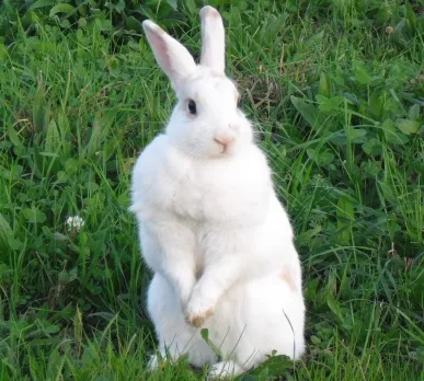 Conejo blanco erguido sobre sus patas traseras en el césped verde