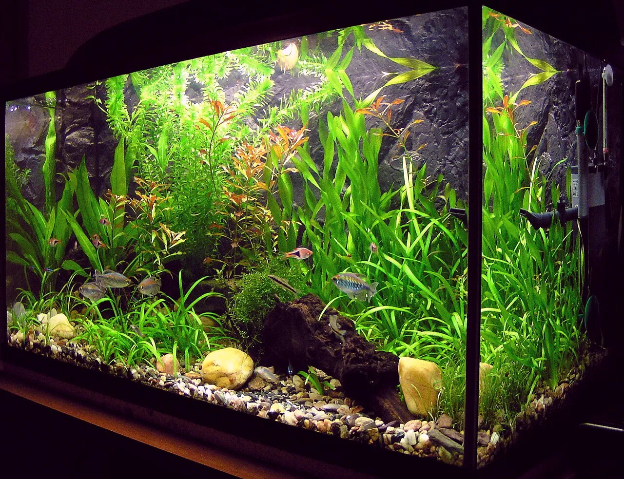 Acuario rectangular montado con plantas, piedras y peces tropicales de colores