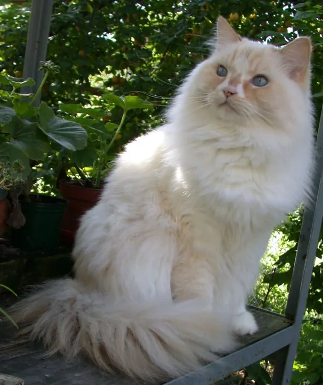 Foto de Ragamuffin