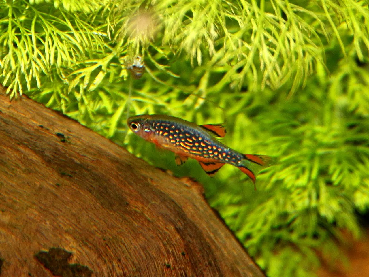 Foto de Rasbora Galaxy