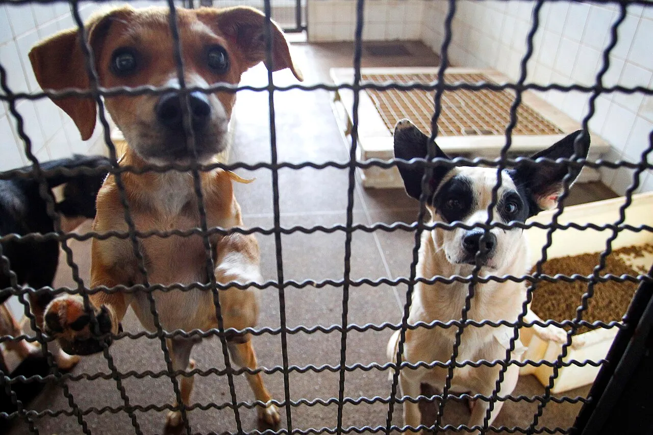 Quiero adoptar