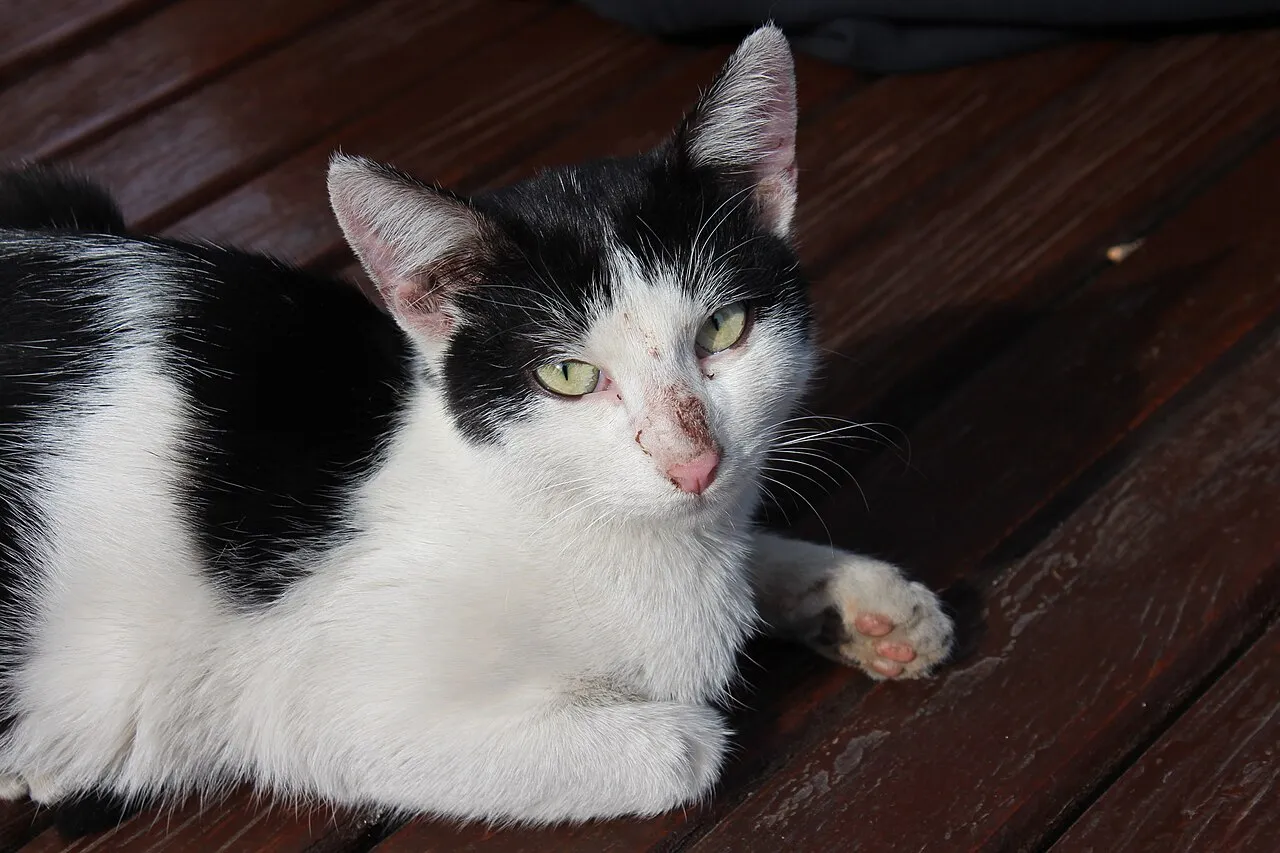Adopción