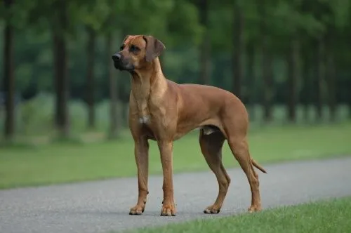 Foto de Rhodesian Ridgeback