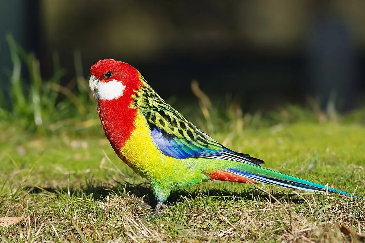 Foto de Perico Rosella (Rosela Oriental)